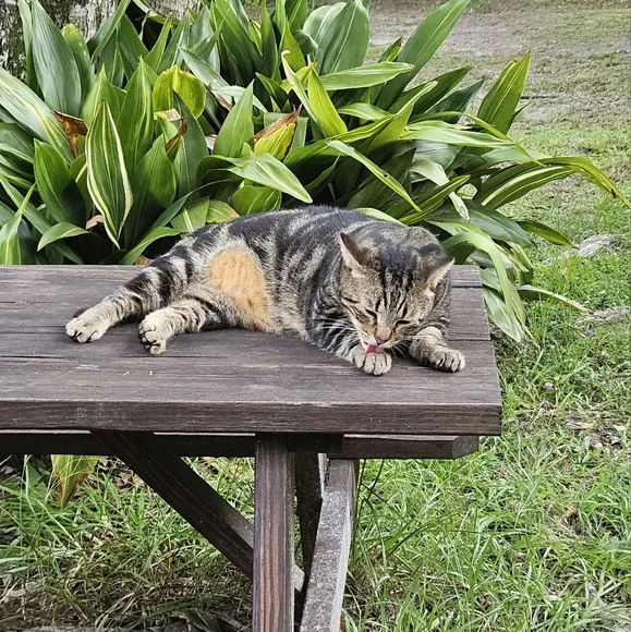 FRIDAY's THEME LIVE SHOWS NOTIFICATION |  jems_menagierie - Picture 11 of 15